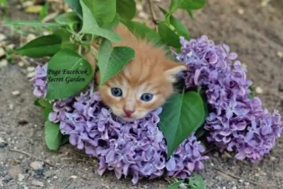 gatinho