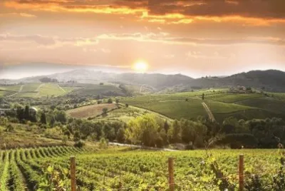 פאזל של ViÃ±edos en la Toscana. Italia