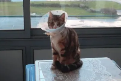 chat alors !