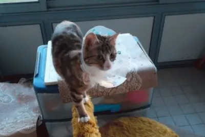 chat collerette