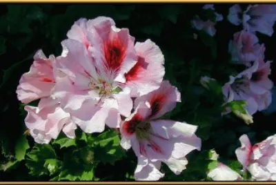 geranium
