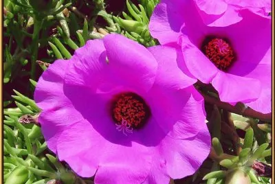 portulaca