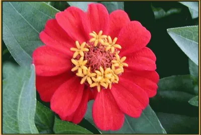 zinnias