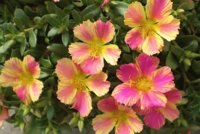 portulaca
