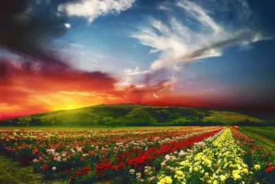 Paisaje de atardecer floreado