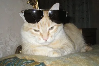 TIGRE