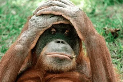 QUÃ‰ PENA. jigsaw puzzle