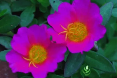 portulaca