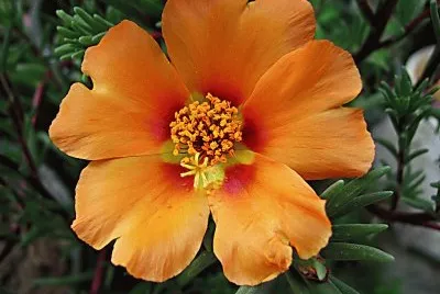 portulaca