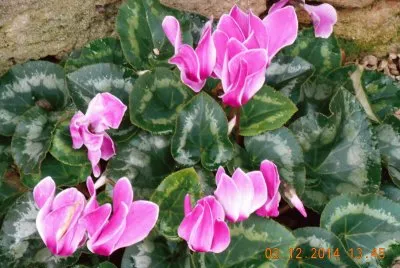 ciclamini