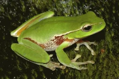 sapo