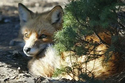 Coyote