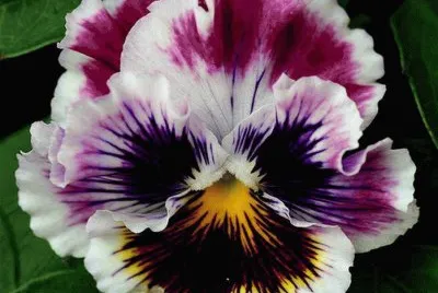 flores