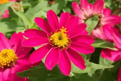 zinnia