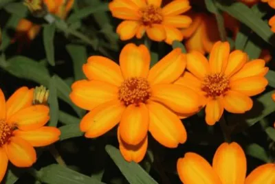 zinnia