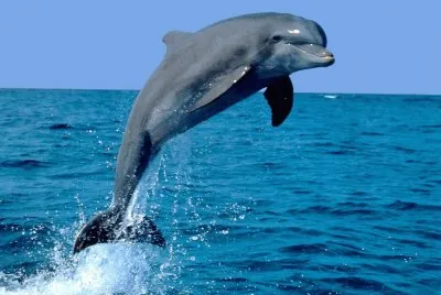 Delfin