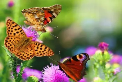 Mariposa