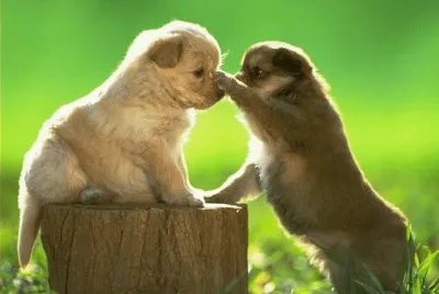 Dos cachorros jugando