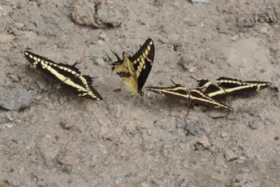 Mariposas