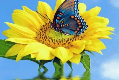 GirasÃ³is e borboletas