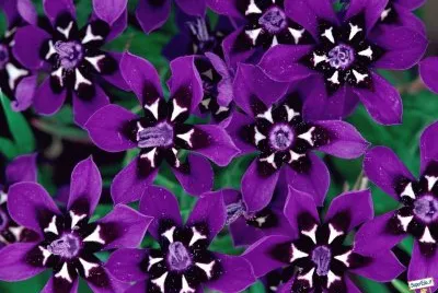 fleur