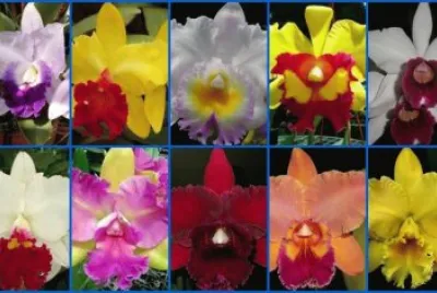 orquÃ­deas
