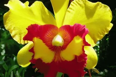 orquÃ­dea