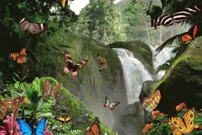 mariposas