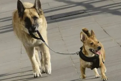 PASEANDO AL PERRITO. jigsaw puzzle