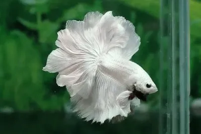 Peces2