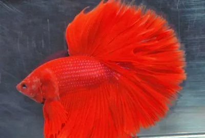 Peces3 jigsaw puzzle