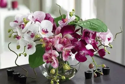 orquÃ­dea