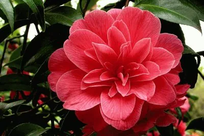פאזל של Camelia