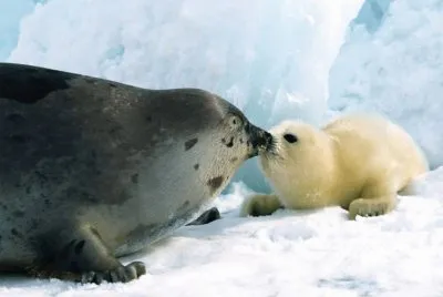 besitos de mamÃ¡