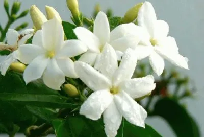 jasmin