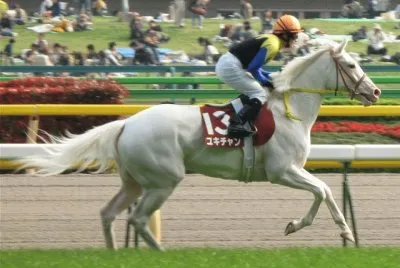 Carrera de caballos