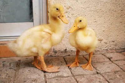 GANSITOS. jigsaw puzzle