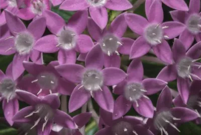 fleurs