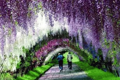 tÃºnel-de-wisteria-en-japÃ³n.