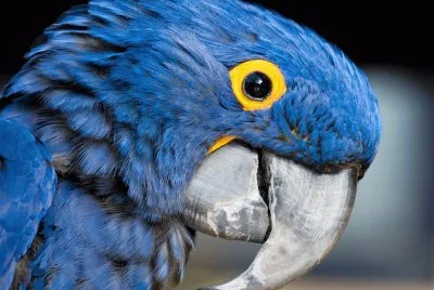 Arara