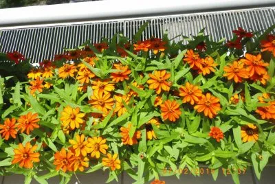 Gerbera