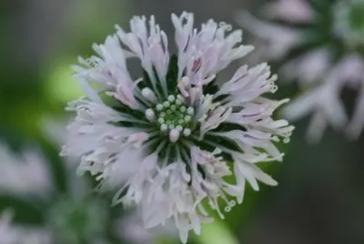 fleur
