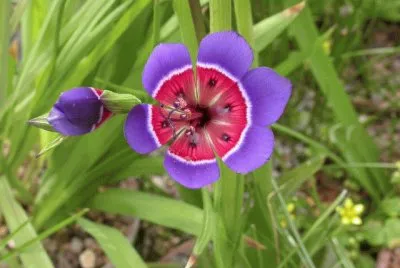 fleur