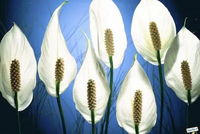 fleurs