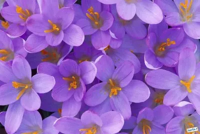 crocus