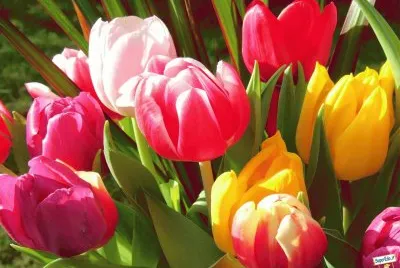 tulipes