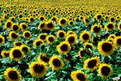tournesols