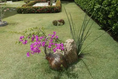 Bonsai de Primavera