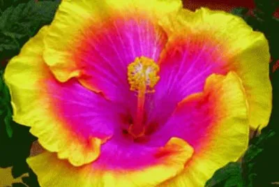 Tropical Hibiscus