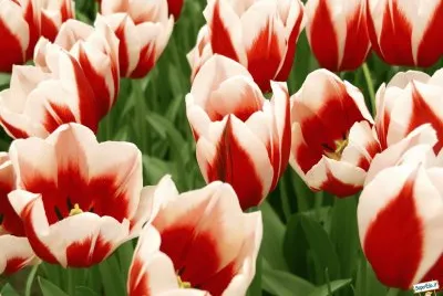 tulipes